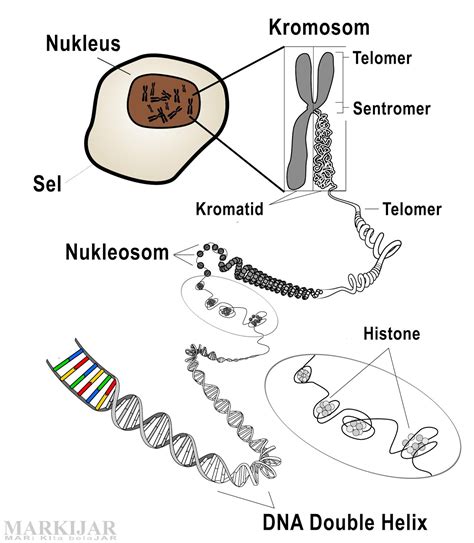 kromatin berfungsi  Kromosom hasil replikasi tersebut tersusun atas 2 kromatid dan saling terhubung di bagian area sentromer